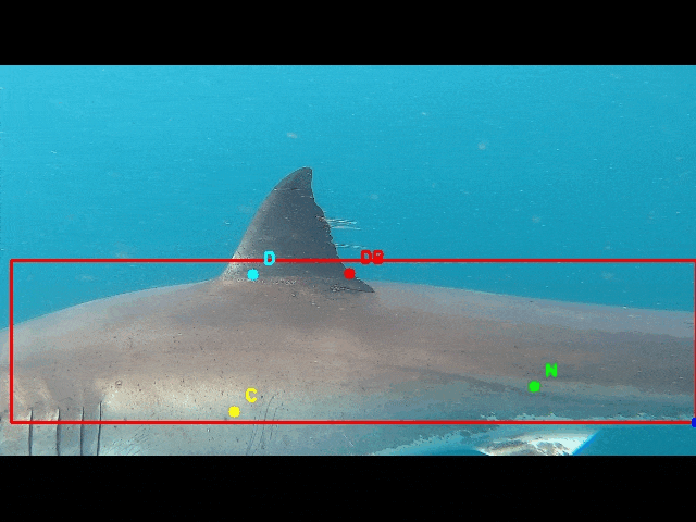 YOLOv8 pose detection on white shark (early 5-keypoint model)